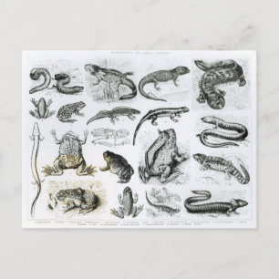 Carte Postale Batraciens et d'autres amphibiens