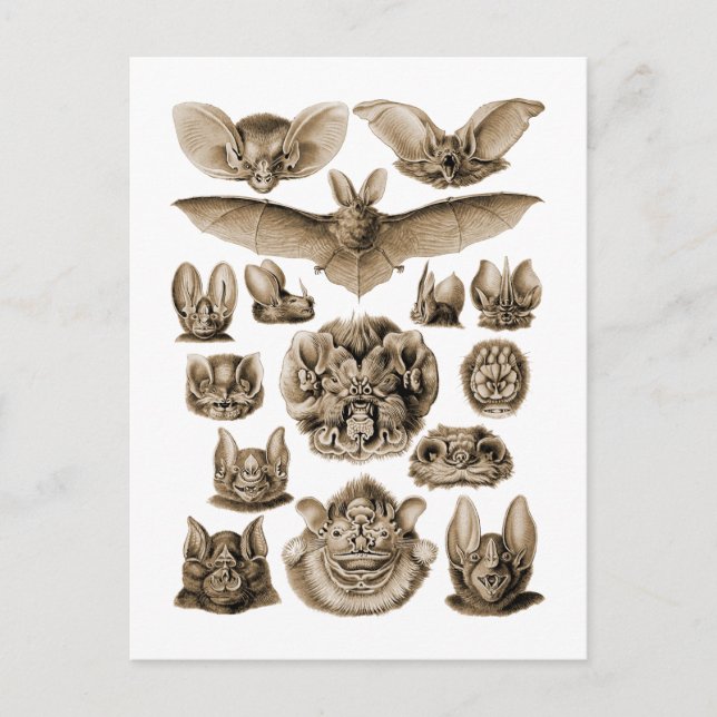 Carte Postale Bats (Devant)