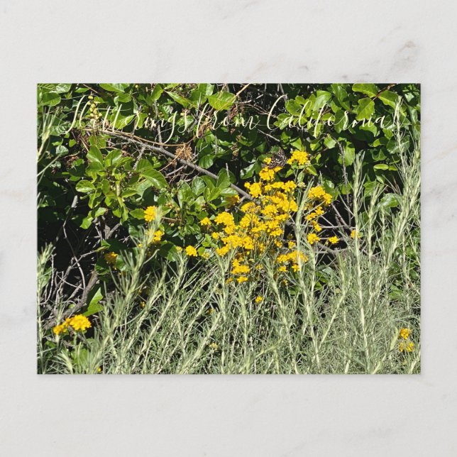 Carte Postale Battements d'ailes de Californie : Achillée dorée (Devant)