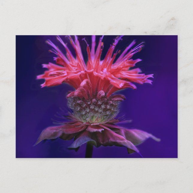 Carte Postale Baume à abeille Fleur de vin de framboise rose sur (Devant)
