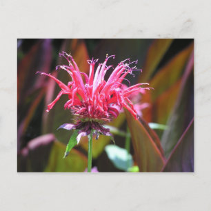 Carte Postale Baume d'abeille