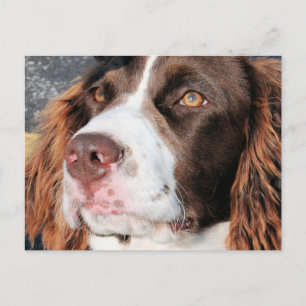 Carte Postale Baxter - Anglais Springer espagnol photo-06