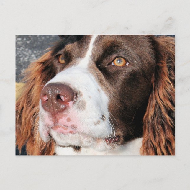Carte Postale Baxter - Anglais Springer espagnol photo-06 (Devant)