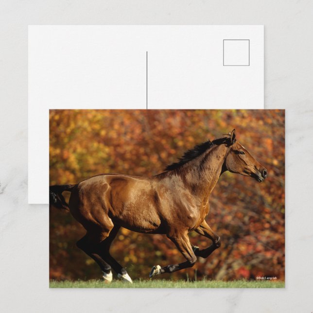 Carte Postale Bay Warmblood Running Automne Arrière - plan (Devant / Derrière)