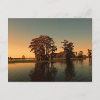 Carte Postale Bayou Louisiane et cyprès au coucher du soleil