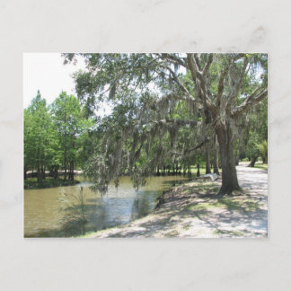 Carte Postale Bayou Tree, Avery Island, Louisiane