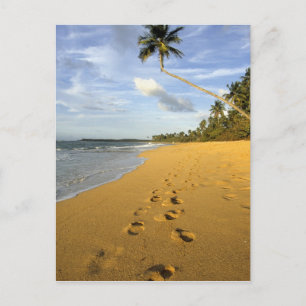 Carte Postale Beach Porto Rico
