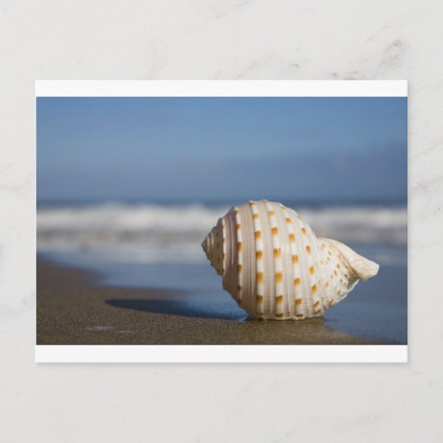 Carte Postale Beach Seashell (Devant)
