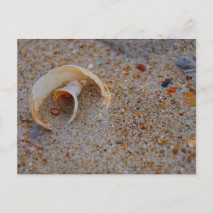 Carte Postale Beach Shell