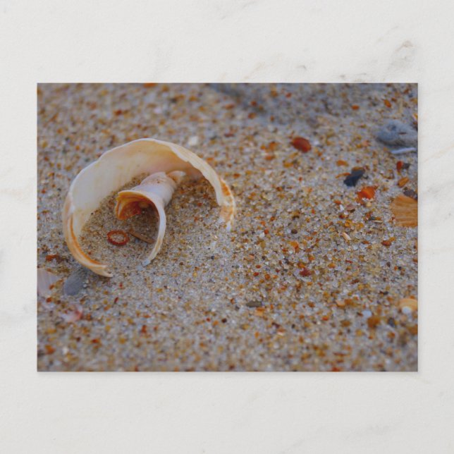 Carte Postale Beach Shell (Devant)