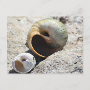 Carte postale Beach Shells