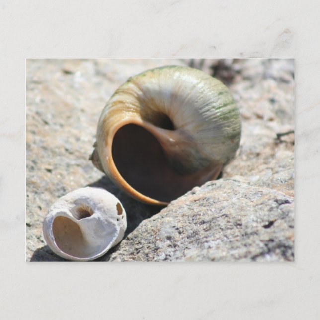 Carte postale Beach Shells (Devant)