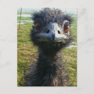 Carte Postale Beady Eyes EMU