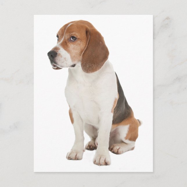 Carte Postale Beagle (Devant)
