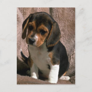 Carte Postale Beagle