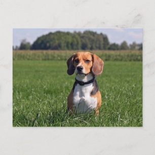 Carte Postale beagle