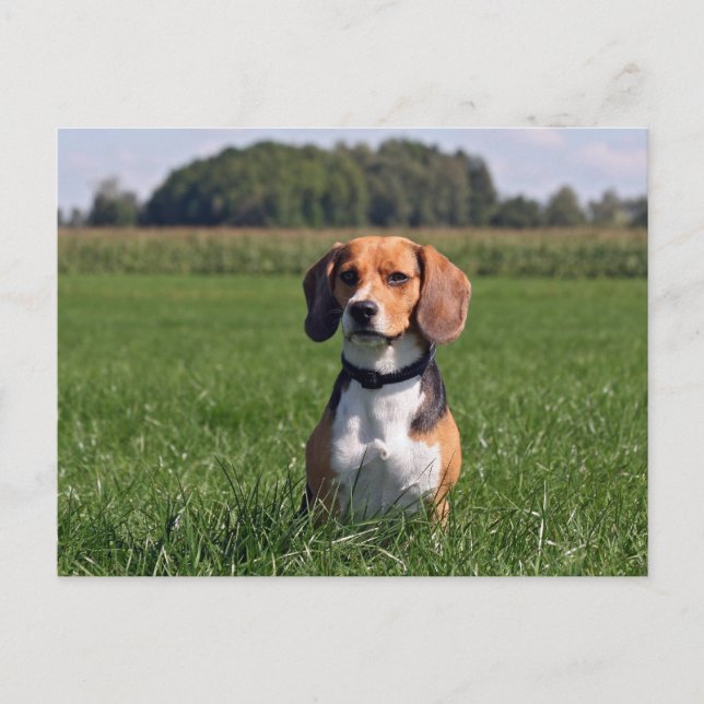 Carte Postale beagle (Devant)
