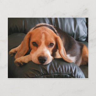 Carte Postale Beagle