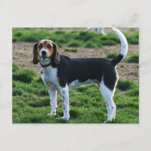 Carte postale beagle