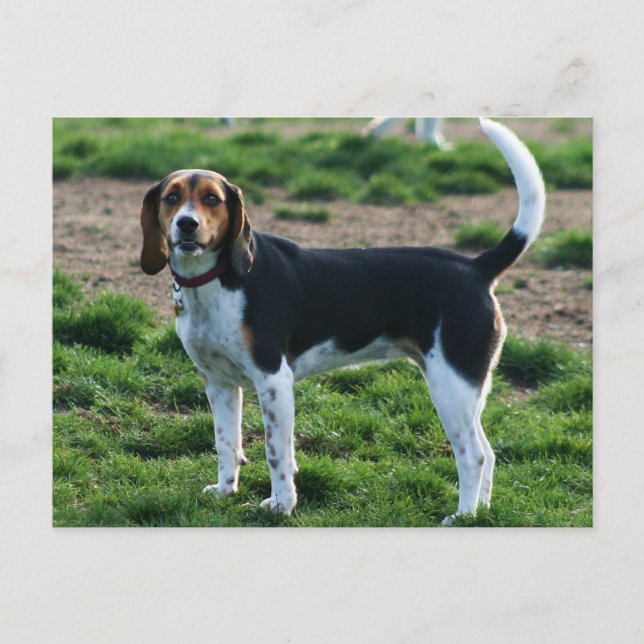 Carte postale beagle (Devant)