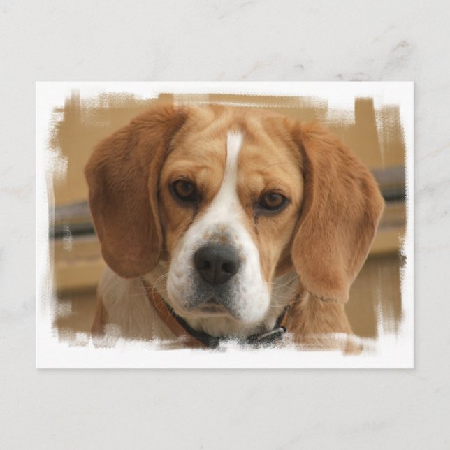 Carte postale beagle (Devant)