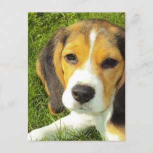 Carte postale beagle