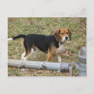 Carte Postale Beagle