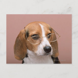 Carte Postale Beagle
