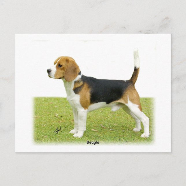 Carte Postale Beagle 9J27D-02 (Devant)