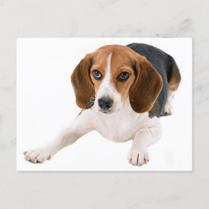 Carte Postale Beagle Chien Chien Chien Blanc Bonjour, Merci, Mll