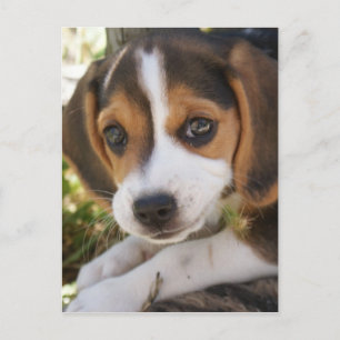 Carte Postale Beagle Chien Chien Chien Chien Chien Chien Chien C