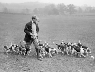 Cartes Postales Beagle Originales Zazzle Fr
