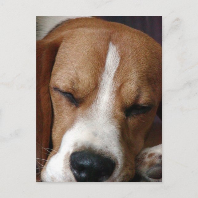 Carte postale Beagle dormant (Devant)