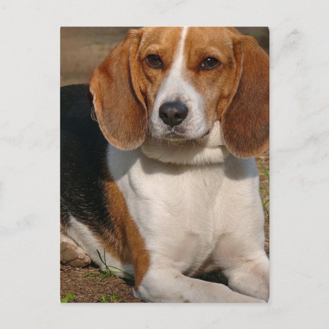 Carte postale beagle Hound (Devant)