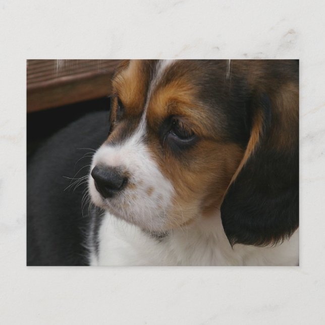 Carte postale beagle Pup (Devant)
