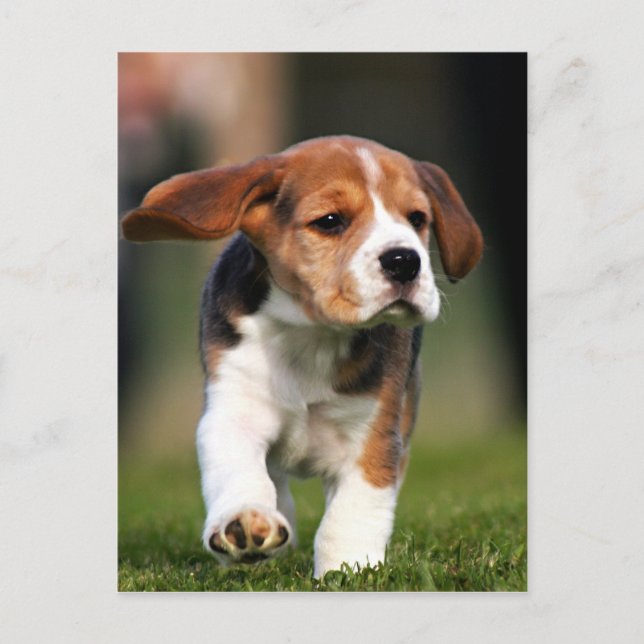 Carte Postale Beagle Puppy Love (Devant)