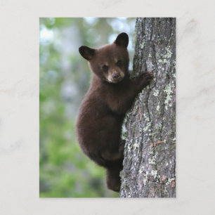 Carte Postale Bear Cub