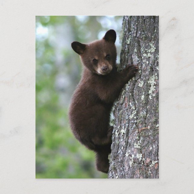 Carte Postale Bear Cub (Devant)
