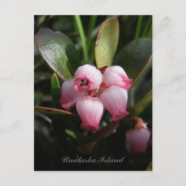 Carte Postale Bearberry Blossoms, île de l'Unalaska (Devant)