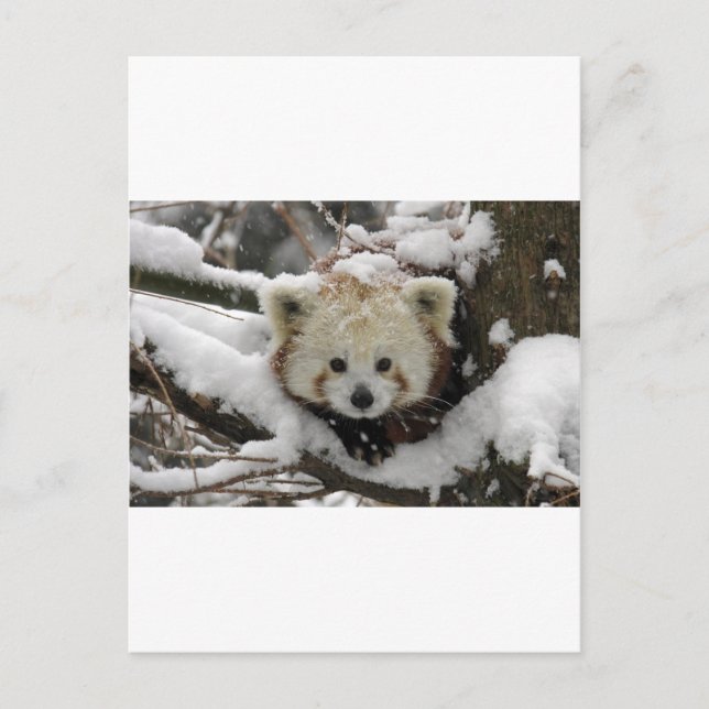 Carte Postale Bearcub Red Fox Panda (Devant)
