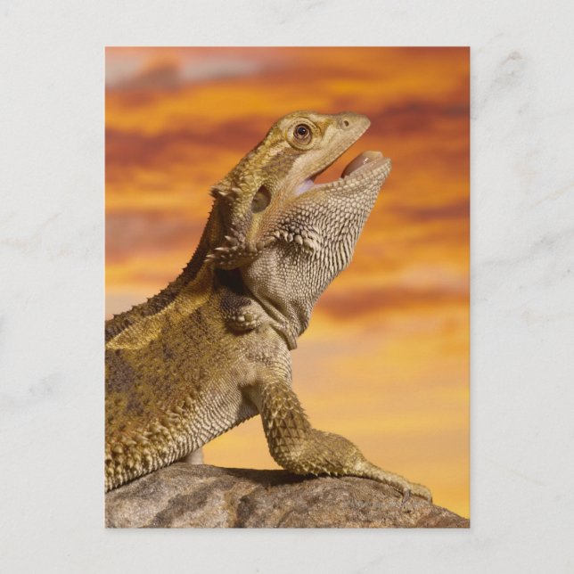 Carte Postale Bearded dragon (Pogona Vitticeps) on rock (Devant)