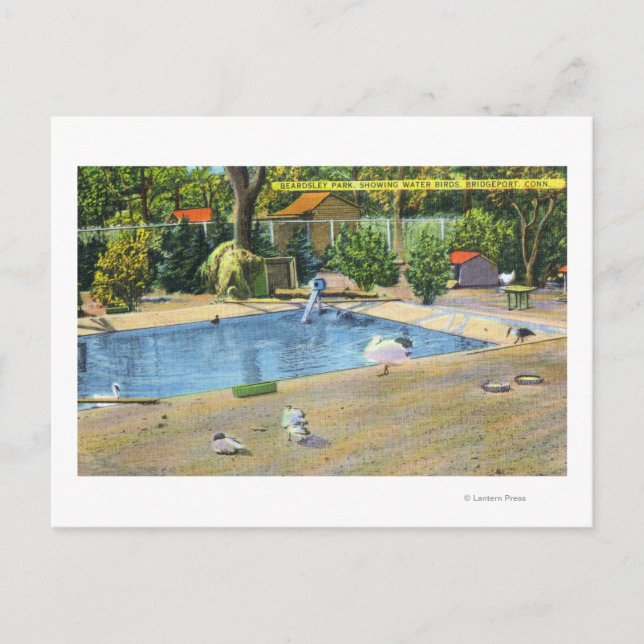 Carte Postale Beardsley Park Vue sur les oiseaux aquatiques (Devant)