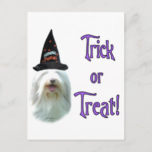 Carte Postale Beared Collie Trick