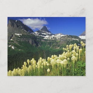 Carte Postale Beargrass au col Logan dans le parc national des G