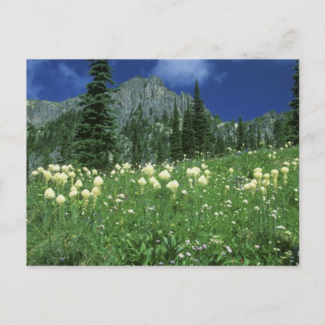Carte Postale Beargrass au lac Eunice, Mt. Rainier NP, WA, (Devant)