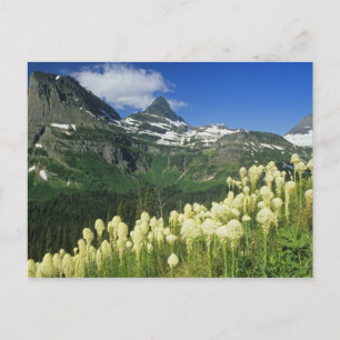 Carte Postale Beargrass près de Logan Pass dans le parc national