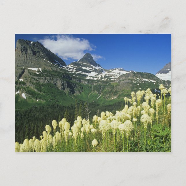 Carte Postale Beargrass près de Logan Pass dans le parc national (Devant)