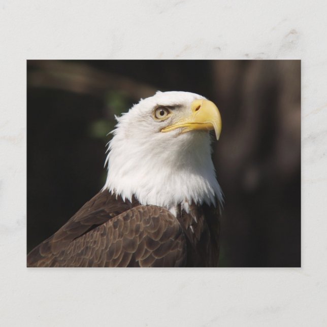 Carte Postale Beau Aigle Bald... (Devant)