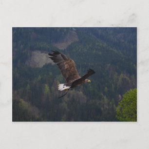 Carte Postale Beau aigle en vol