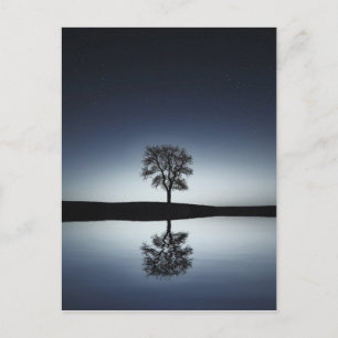 Carte Postale Beau arbre solitaire reflété dans le lac de nuit